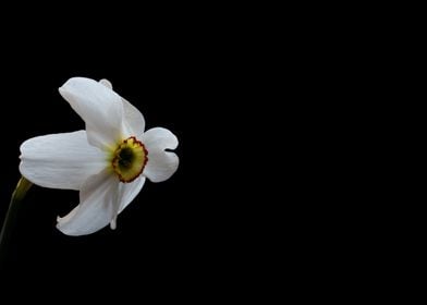 Narcissus Daffodils