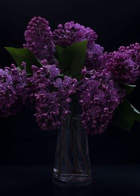 Lilac branch in a vase