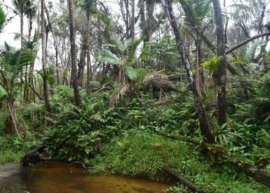 Rain Forest Sabana River 