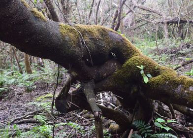 Sabana Trail Mossy Tree