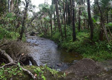 Rain Forest Sabana River 