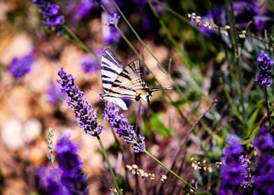 Lavender butterfly 