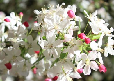 Cheerio Flower