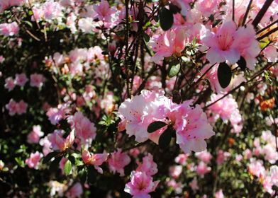 Pink Flower