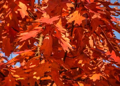 A Maple Tree in Autumn