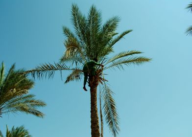 Greeny man on a palm tree