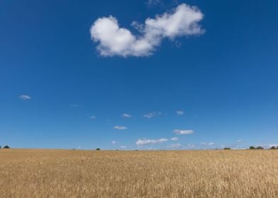 Wheat field