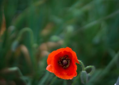 Red Poppies