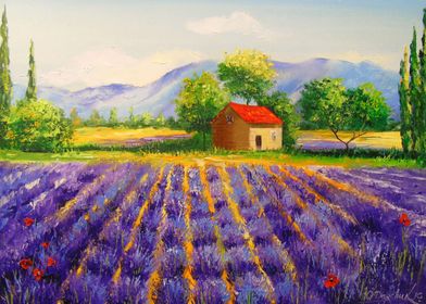 Lavender field