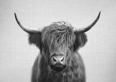 Highland Cow BW