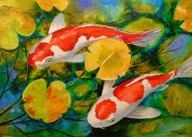 Koi in the pond