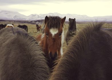 Icelandic horses