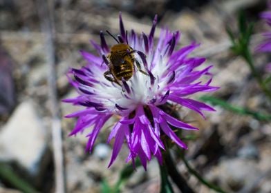 Insect on a flower