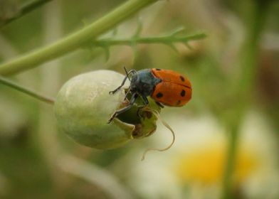 Ladybug on a grass stalk