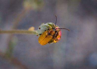 Insect on a flower