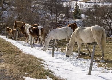 Horses in the snow