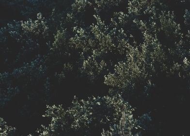 Trees from Above