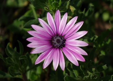 Lilac flower