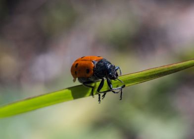 Ladybug on a grass stalk