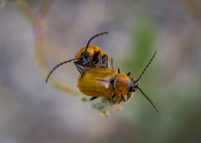Beetles on a flower