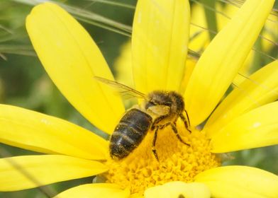 bee on a flower