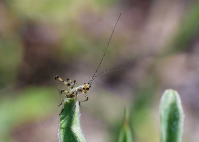 Insect on the grass