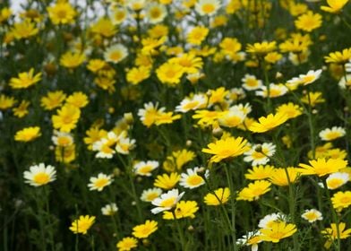 Yellow flowers