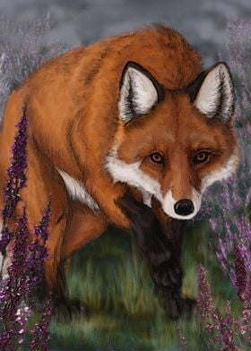 Fox in the moor