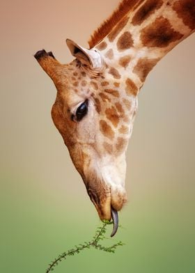 Giraffe eating closeup