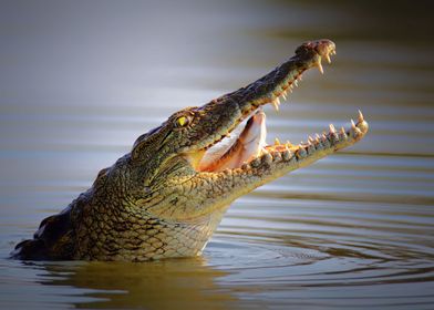 Nile crocodile swollowing