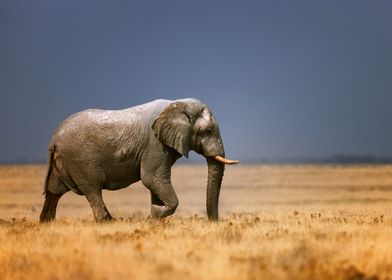 Elephant in grassfield