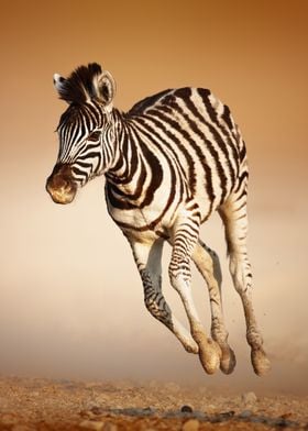 Zebra calf running
