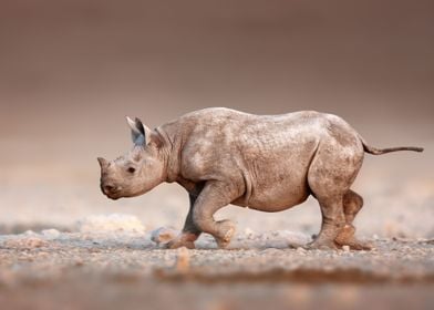 Black Rhinoceros baby
