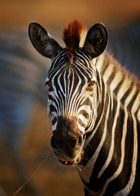 Zebra portrait closeup