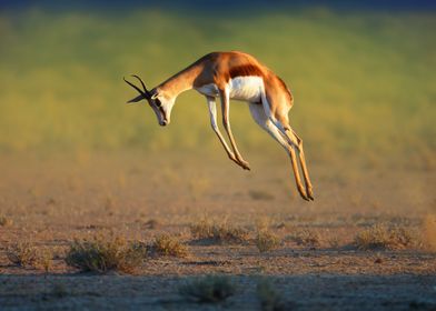 Springbok jumping 