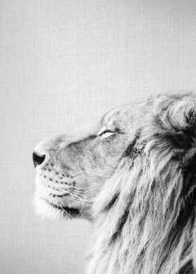 Lion Portrait BW