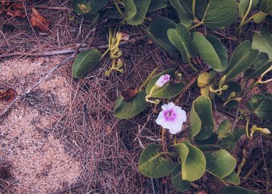 blooming pink flower