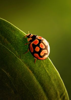 ladybug  perched on green 