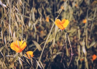 poppy flower field