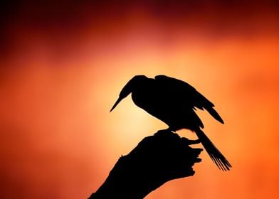 Darter bird silhouette 
