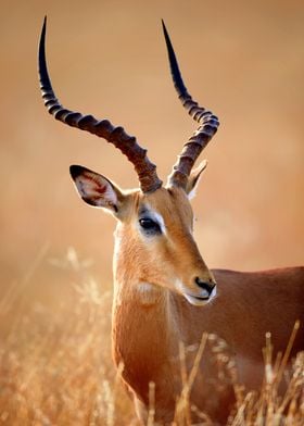 Impala male portrait