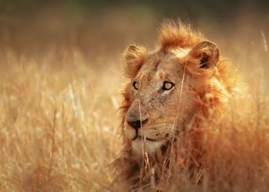 Lion in grassland