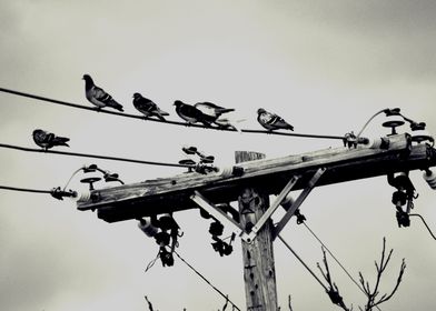 Bird On The Wires 