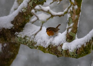 Robin in Winter