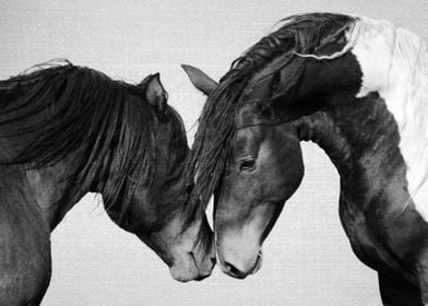 Horses Black and White 4