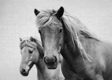 Horses Black and White