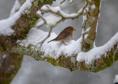 Robin in Winter