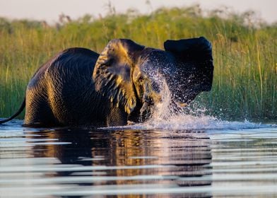 Juvenile Elephant