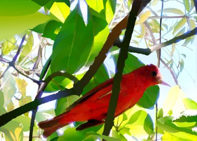 Summer Tanager