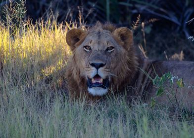 Male Lion